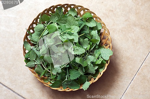 Image of wicker bowl of fresh catnip