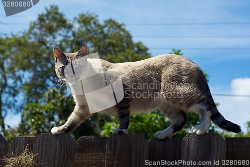 Image of wild cat on fence looking at viewer