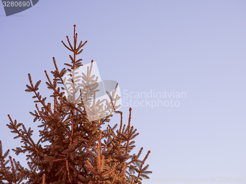 Image of Retro look Pine tree
