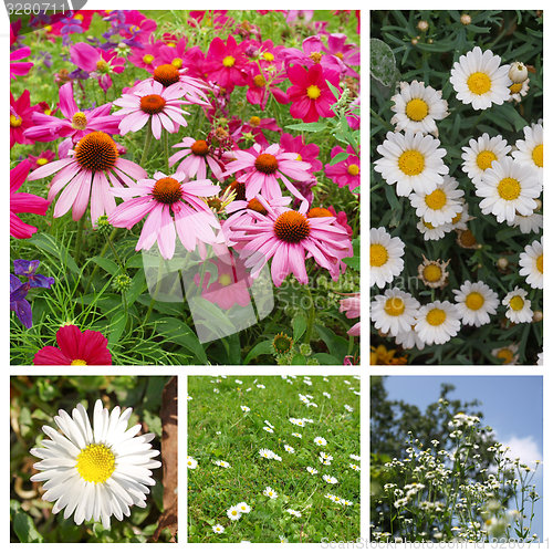 Image of Daisy flowers set