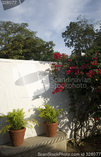 Image of tropical flowers white wall