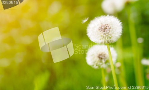 Image of Dandelion on fresh green background