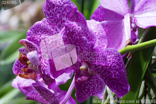 Image of Vanda, Orchid