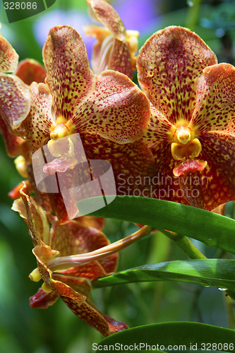 Image of Vanda, Orchid