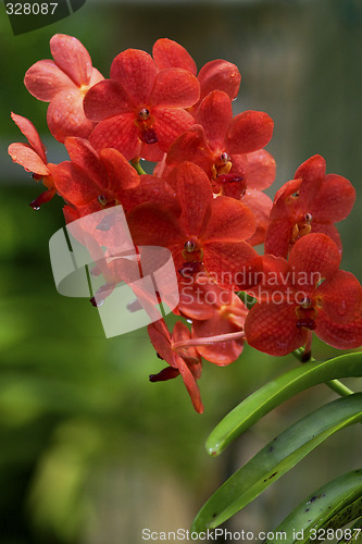 Image of Vanda, Orchid