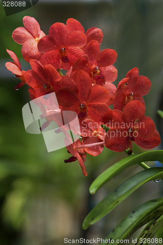 Image of Vanda, Orchid