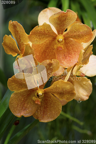 Image of Vanda, Orchid