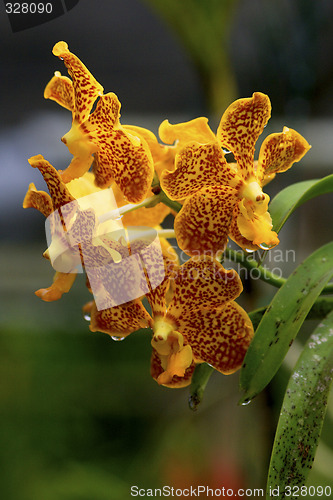 Image of Vanda, Orchid