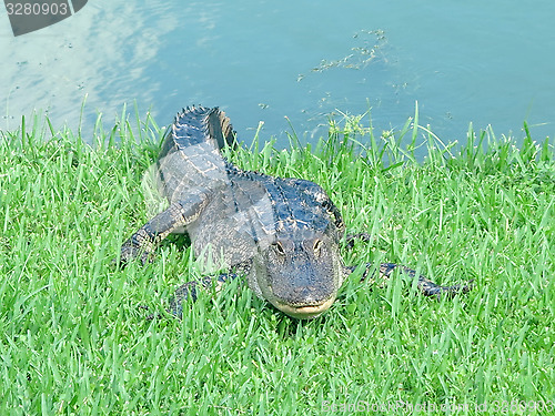 Image of Alligator