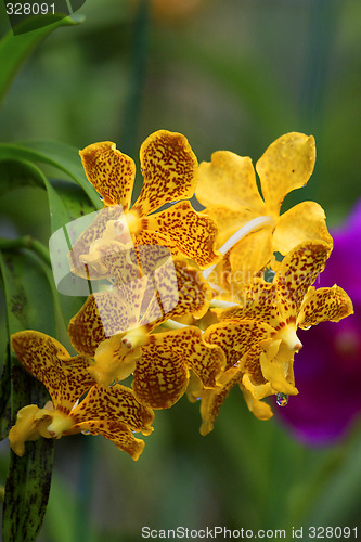 Image of Vanda, Orchid