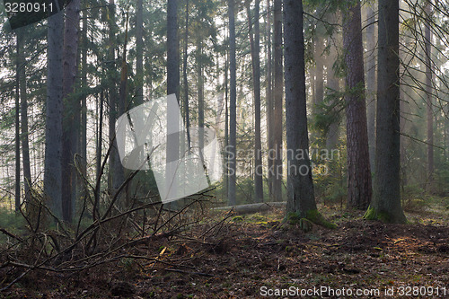 Image of Coniferous stand of Bialowieza Forest in morning