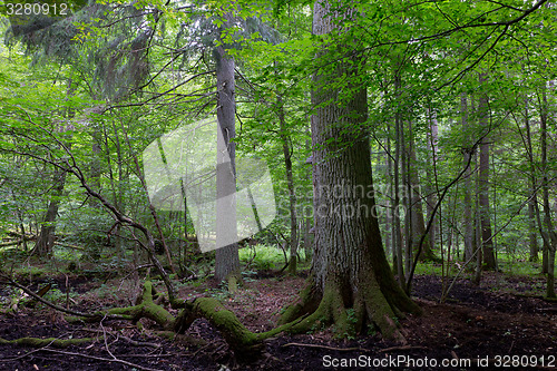 Image of Primeval deciduous stand of Bialowieza Forest