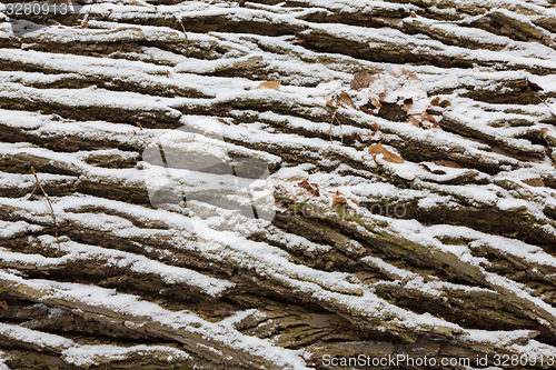 Image of Old oak bark in snow