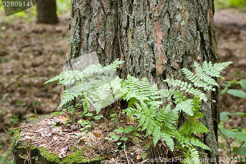 Image of Small fern growing up on pine stump