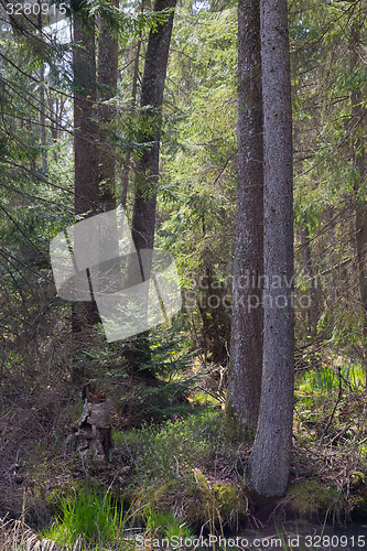 Image of Old alder trees among spruces in springtime