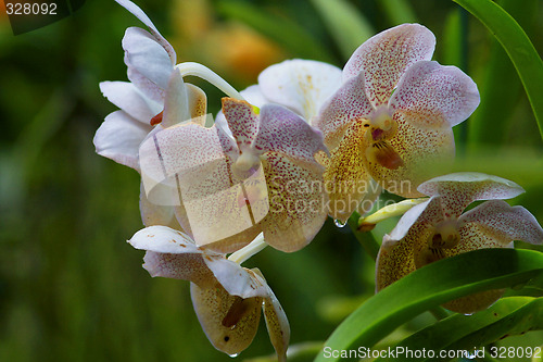 Image of Vanda, Orchid