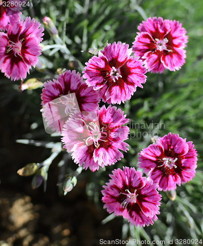 Image of Bold pink carnations