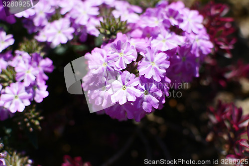 Image of White and lilac verbena flowers