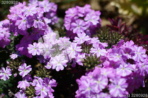 Image of Mauve and white striped verbena flowers