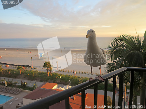 Image of Seagull Sunset