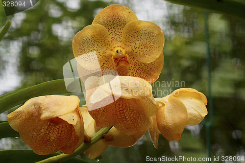 Image of Vanda, Orchid