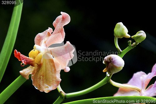 Image of Vanda, Orchid