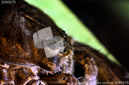 Image of Raft spider close up. Dolomedes fimbriatus.