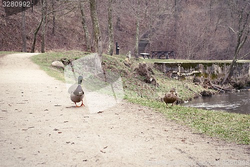 Image of ducks on the road near river