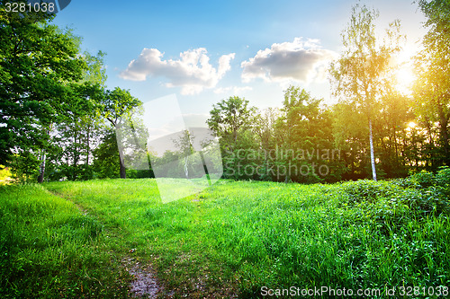 Image of Birches on meadow