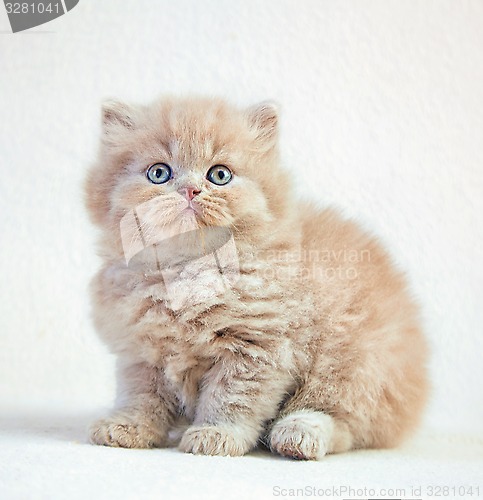 Image of portrait of british long hair kitten