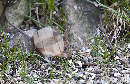 Image of garden mouse