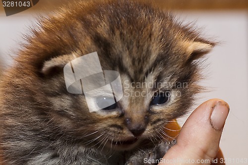 Image of kitten