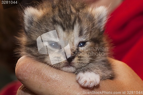 Image of kitten