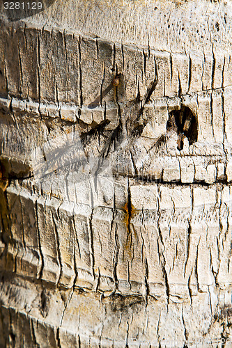 Image of  bark in kho  isle white   tree    thailand   