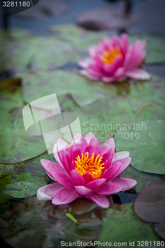 Image of Pink Lotus