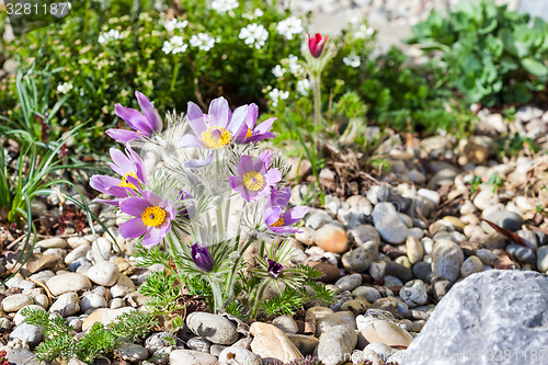 Image of Stone garden with pasque flower 