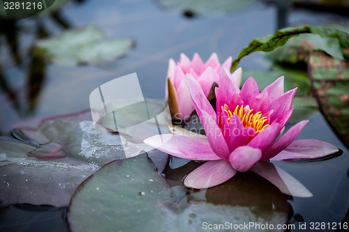 Image of Pink Lotus