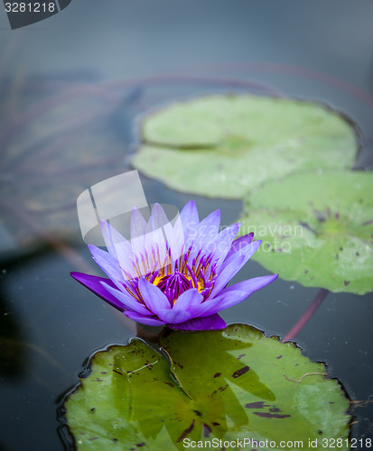 Image of Violet Lotus