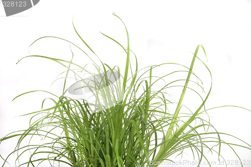 Image of green grass