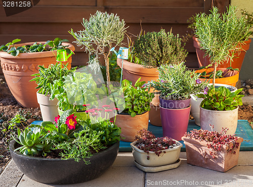 Image of Flower pots