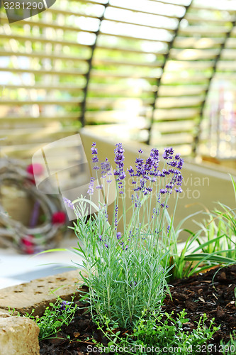 Image of Lavender in patio