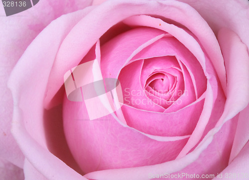 Image of rose background