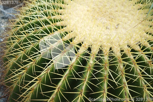 Image of Cactus