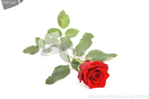 Image of rose