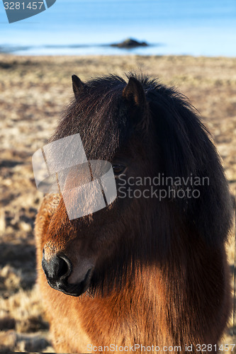 Image of Brown icelandic pony on a meadow