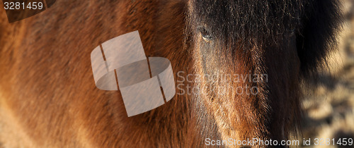 Image of Extreme closeup of an Icelandic brown pony 