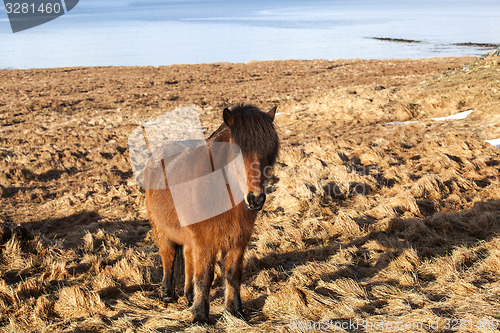 Image of Brown icelandic pony on a meadow