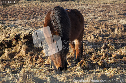 Image of Brown icelandic pony on a meadow