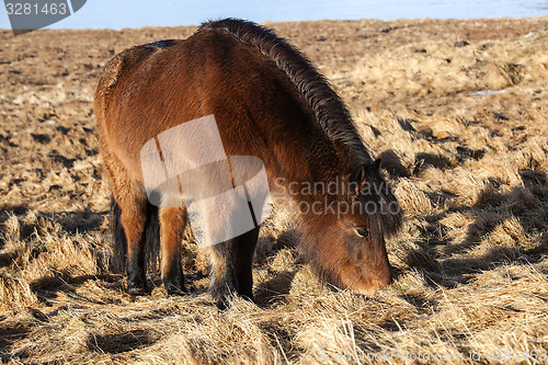 Image of Brown icelandic pony on a meadow