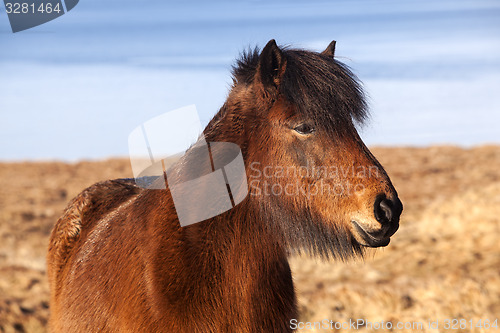 Image of Brown icelandic pony on a meadow